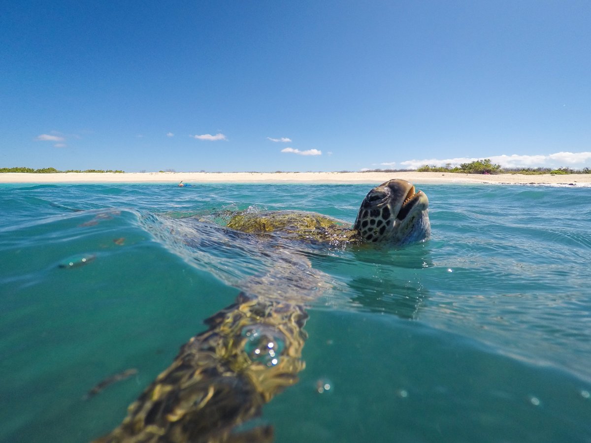 A tortoise swimming in the ocean.