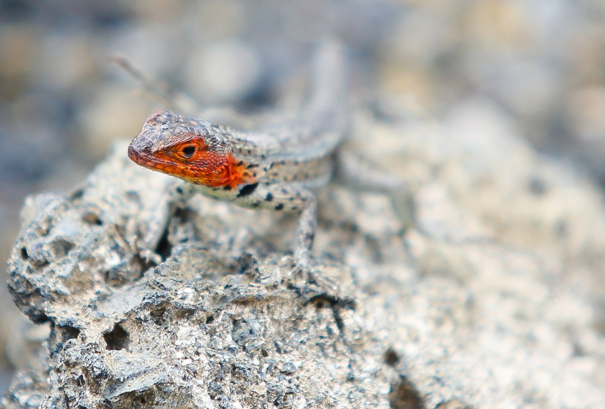A close-up of a reptile.