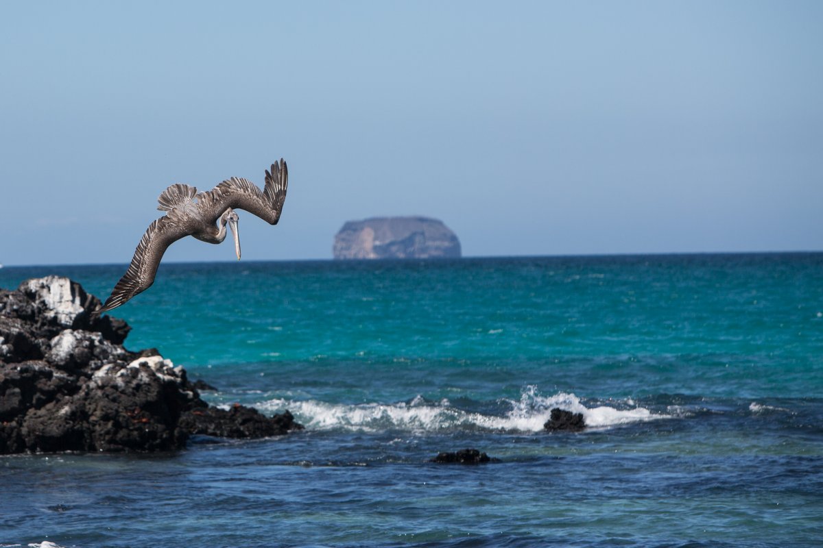 Bird flying over the ocean.