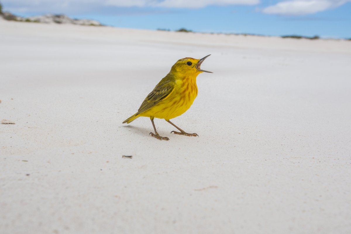 Little yellow bird.