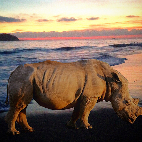 A rhino standing on the beach