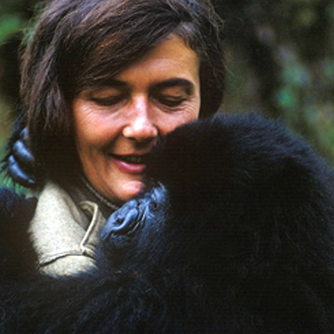 Dian Fossey with mountain gorilla.