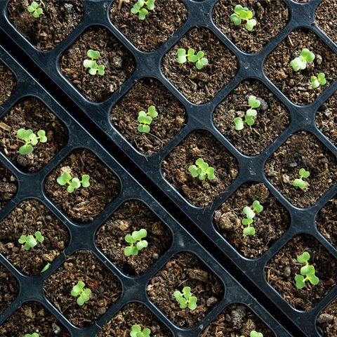 seedlings