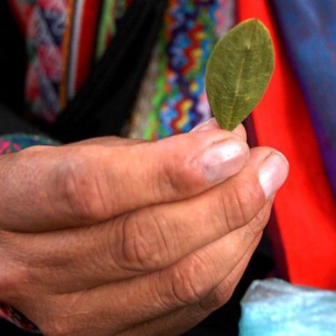 A Bolivian holds a coca leaf, which is traditionally chewed by the indigenous population A Bolivian holds a coca leaf, which is traditionally chewed by the indigenous population