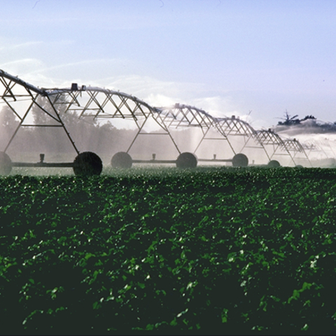 Irrigation of a cotton field Irrigation of a cotton field