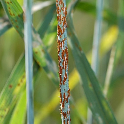 Ug99 stem rust on a wheat stalk. Ug99 is currently one of the most dangerous threats to global wheat production. Ug99 stem rust on a wheat stalk. Ug99 is currently one of the most dangerous threats to global wheat production.