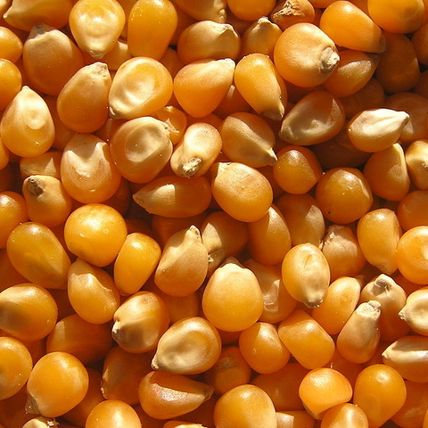Maize kernels Maize kernels
